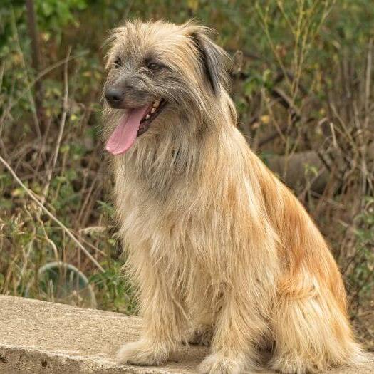 Pyrenean shepherd smooth store face